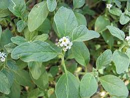 Image result for Heliotropium harareense