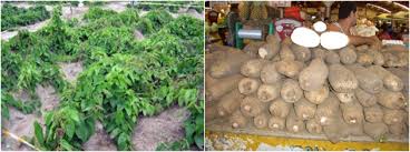 Image result for Dioscorea cayenensis