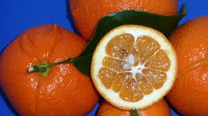 Florence Lemon Citron (Citrus limonimedica)