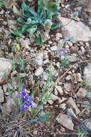 Nome di una pianta (viola silvestris) diffusa nelle regioni mediterranee, con fusti poco ramosi e fiori solitari viola chiaro o bianchicci 2. Fiori Di Primavera In Sicilia Aprile Ablogaboutsicily