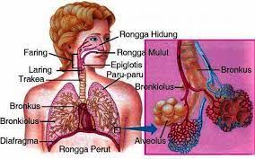 Hasil Gambar Untuk Sistem Pernapasan Pada Manusia Paru Paru Manusia Pernafasan