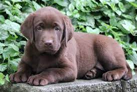 These playful miniature labradoodle puppies are a cross between a labrador retriever & a grooming requirements with a mini labradoodle can vary. Chocolate Labrador Retriever Puppies For Sale Puppy Adoption Keystone Puppies