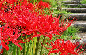 Discover hundreds of ways to save on your favorite products. Higanbana Japanvisitor Japan Travel Guide