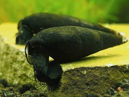 Black Hair Algae In Fish Tank Pin On Freshwater Snails