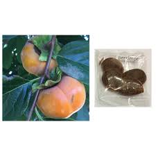 3.2 out of 5 stars. Persimmon Fruit Tree Plant Seeds Shopee Philippines