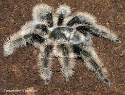 La Hippie De Las Aranas Brachypelma Albopilosum Pet Tarantula Tarantula Rose Hair Tarantula
