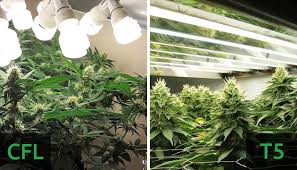 A 250w cfl can deliver comparable results to a 400w mh lamp. How To Choose The Best Cannabis Grow Lights Herbies