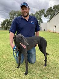 Improve animal welfare in the greyhound racing industry by providing dogs with a 'career change' if they are not suited to, or are ready to retire from, the racing industry Greyhounds As Pets Adoption Program Expands To Western Nsw Daily Telegraph