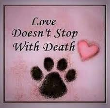 I Will Always Love My First Pup Chloe Aka Squid Pet Loss Quotes Pet Remembrance Pet Loss Grief