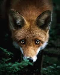 Wildlands Animal Photography Joachim Munter Finland 26 5a43ad86cf5da 880 K Dijital Medya A S Hayvan Fotografciligi Vahsi Hayvanlar Komik Hayvan Fotograflari