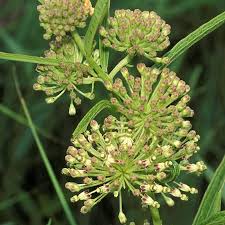 Image result for Alchornea hirtella