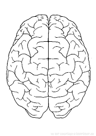 Stunning human brain coloring page pict of printable anatomy. Brain Color Page Bilscreen