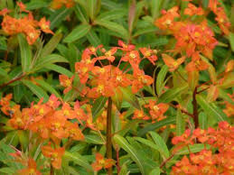 Euphorbia collection other suggested varieties you may find these plants useful for similar applications, or as great planting partners alongside euphorbia silver swan 'wilcott' Wolfsmilch Euphorbia Pflanzen Und Pflegen Mein Schoner Garten