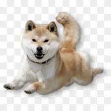 Want to see more posts tagged #doge gif? Dancing Doge Png Shiba Flying Transparent Png 500x616 2747443 Pngfind