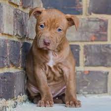 Red Nose Pitbull Puppies For Sale Baby Pitbulls For Sale Red Nose Pitbull Puppies Pitbull Puppies For Sale Pitbull Puppies