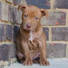 Real deal chocolates promote your page too *site updated* 3/29/2021: Red Nose Pitbull Puppies For Sale Baby Pitbulls For Sale Pitbull Puppies Pitbull Puppies For Sale Red Nose Pitbull Puppies