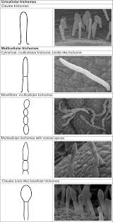 Image result for Polystachya woosnamii