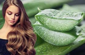 We did not find results for: Gesunde Haare Darum Ist Aloe Vera Das Beste Pflegeprodukt