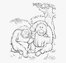 Children love to know how and why things wor. Orangutan Png Download Printable Orangutan Coloring Pages Transparent Png Kindpng