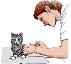 Check spelling or type a new query. Kitten Care Cat Owners Veterinary Manual