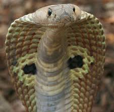 Snake Has The Ability To Go Within Mother Earth And Tap Her Wisdom As Well As Her Protection The Fact That Snake Travels Acro Indian Cobra Animals Cobra Snake
