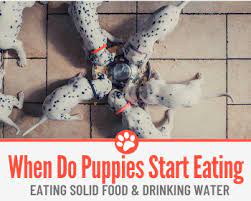 Could run health checks and blood tests to understand why the lack of appetite. When Do Puppies Start Eating Food Drinking Water