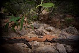 Image result for Mellera lobulata