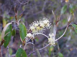 Image result for Croton gratissimus