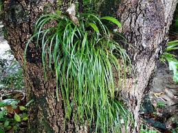 Image result for Vittaria elongata