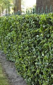 Portugiesischer Kirschlorbeer Mediterranes Flair Fur Den Garten Portugiesische Kirschlorbeer Kirschlorbeer Hecke Pflanzen