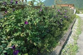 立鶴花 綠籬的一種選擇 思在樹人 痞客邦 garden decor plants garden
