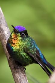 Bird With Colorful Feathers Colorful Bird By Hans Zwitzer Birds Colorful Bird