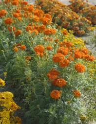 Image result for Tagetes erecta