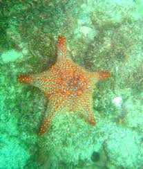 Image result for Pentanisia sykesii