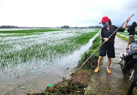 Hướng dẫn kỹ thuật khôi phục sản xuất trồng trọt sau đợt mưa lũ lớn bất thường