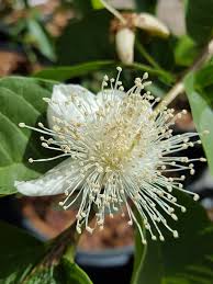 Names of guava in various languages of the world are also given. Mexican Cream Guava Tree Psidium Guajava Urban Tropicals