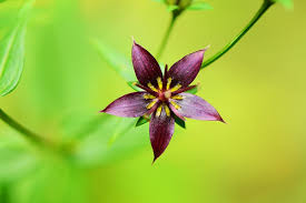 Image result for Swertia eminii