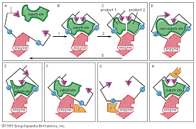 Carbamoyl phosphate utilized in pyrimidine nucleotide synthesis differs from that synthesized in the urea cycle; Enzyme Definition Mechanisms Nomenclature Britannica