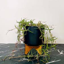 Image result for Ceropegia gracilior