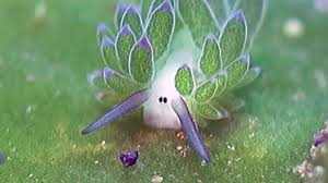 If you need to see one in motion, here's a handsome leaf sheep roaming. In The Sheepy Realm The Costasiella Seaslug Youtube