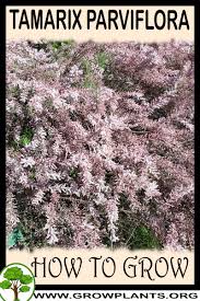 This one is ready to be displayed. Tamarix Parviflora How To Grow Care