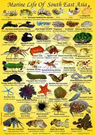 Green Island Diving Taiwan Diving Vacation Saltwater Aquarium Fish Ocean Creatures Sea Fish
