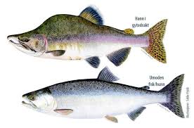 Det blir stadig mindre pukkellaks i fangstene, melder inge bernt nilsen i fiskeforetaket. 360 Degrees Overview 6000 Pukkellaks Er Tatt Ut 30 Av Vassdrag