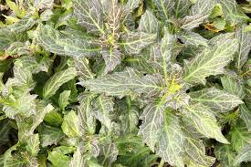 Image result for Gynura pseudochina