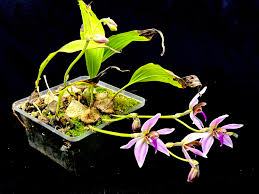 Image result for Ancistrochilus