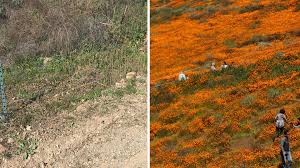 Several restaurants, shopping malls, outlet stores and cinema's are located in the vicinity of. Dry Winter May Mean No Repeat Of Super Bloom Chaos Ktla