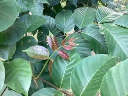 Image result for Lannea welwitschii