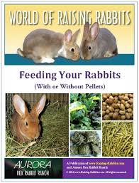 It is common knowledge that baby rabbits need more pellets than adults. Feeding Your Rabbits With Or Without Pellets Raising Rabbits E Book