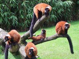 Red Ruffed Lemur Lemur Animals Wild Cute Animals