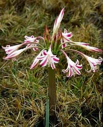 Image result for Crinum lugardiae